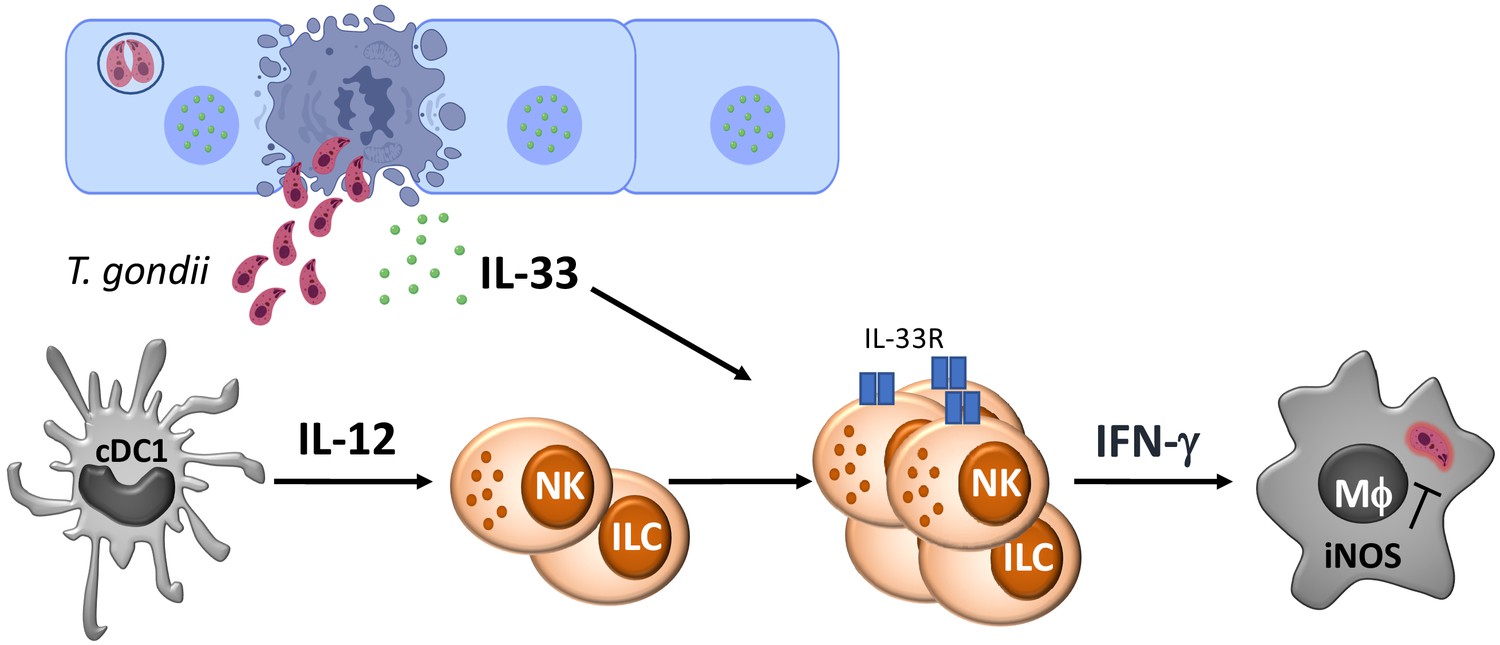 Il 33 Promotes Innate Lymphoid Cell Dependent Ifn γ Production Required