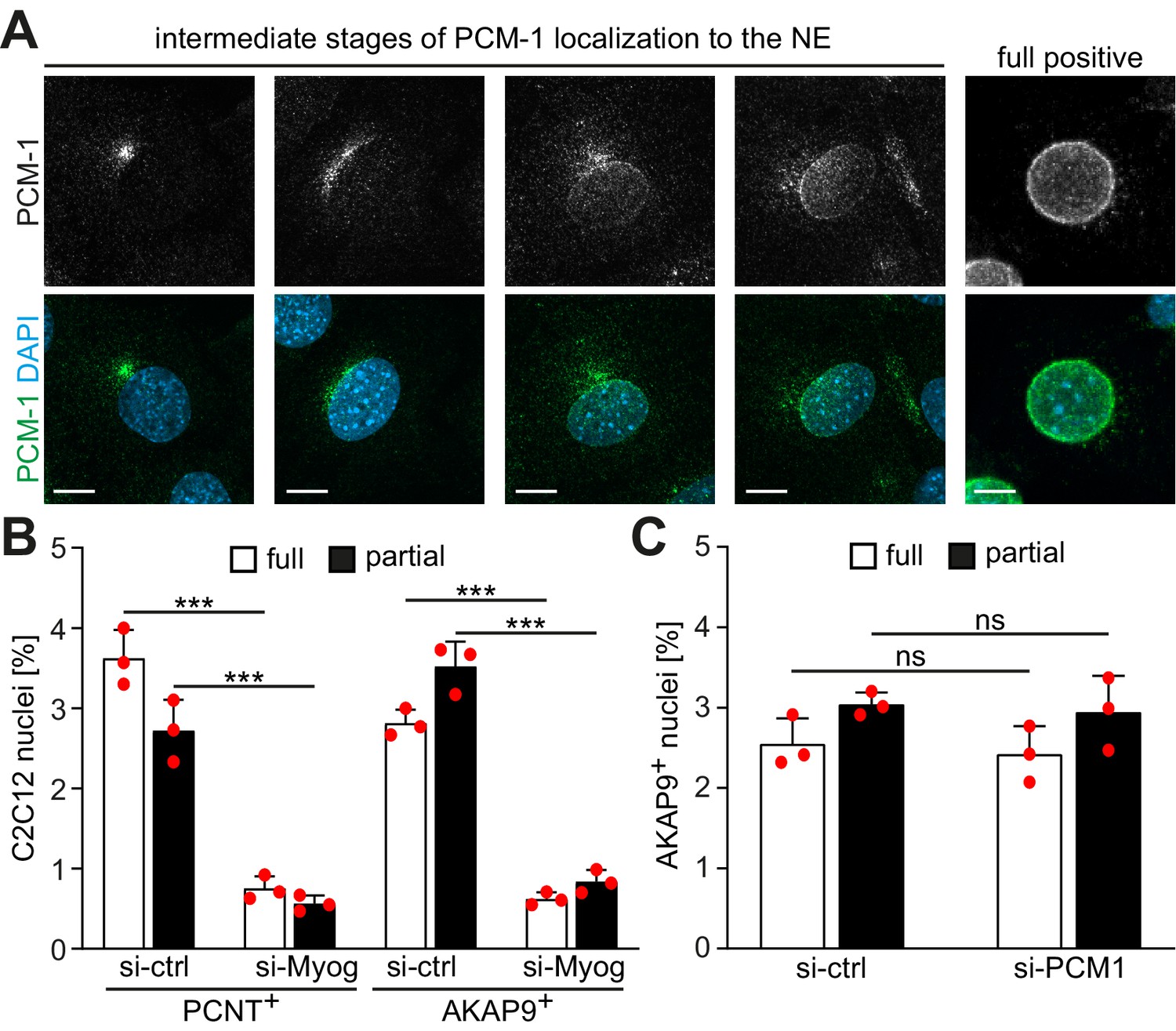 Figures And Data In Myogenin Controls Via AKAP6 Non-centrosomal ...