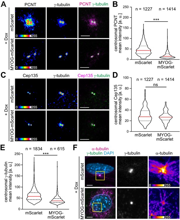 Myogenin Controls Via AKAP6 Non-centrosomal Microtubule-organizing ...