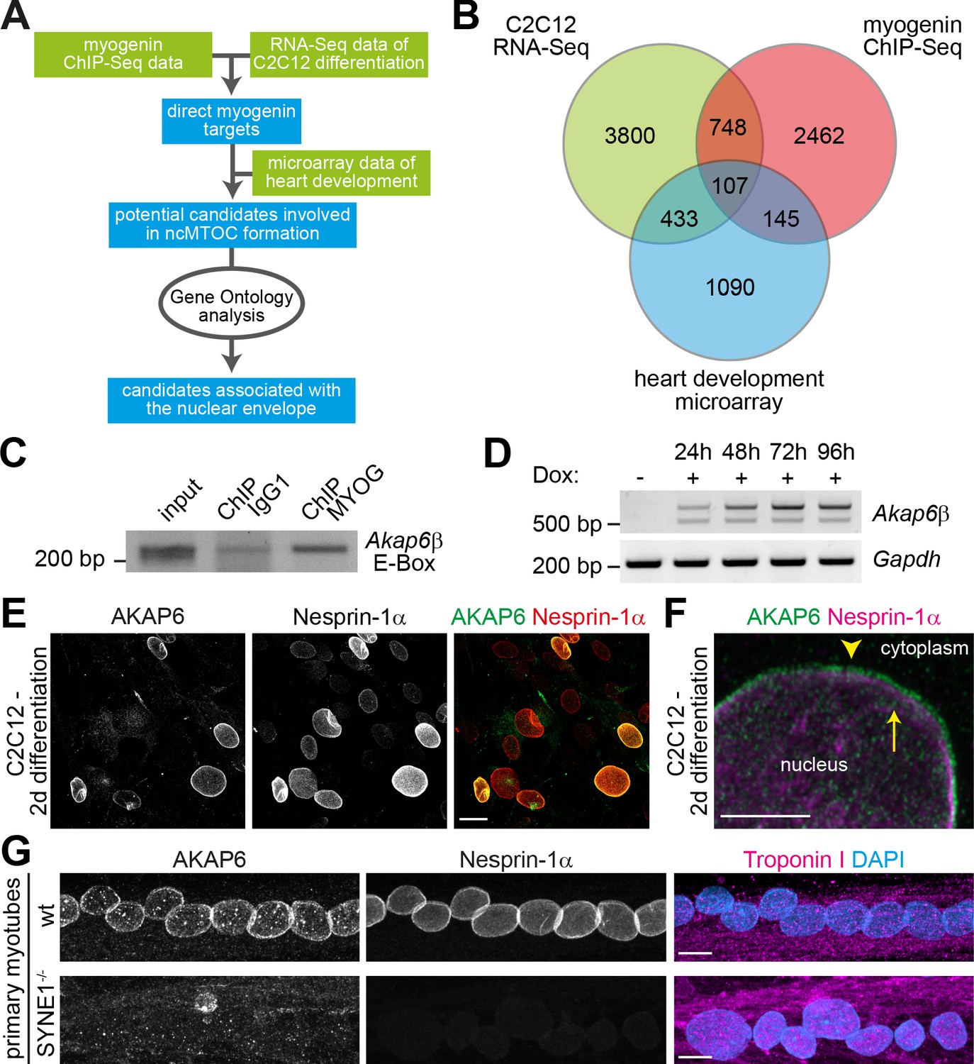 Myogenin Controls Via AKAP6 Non-centrosomal Microtubule-organizing ...