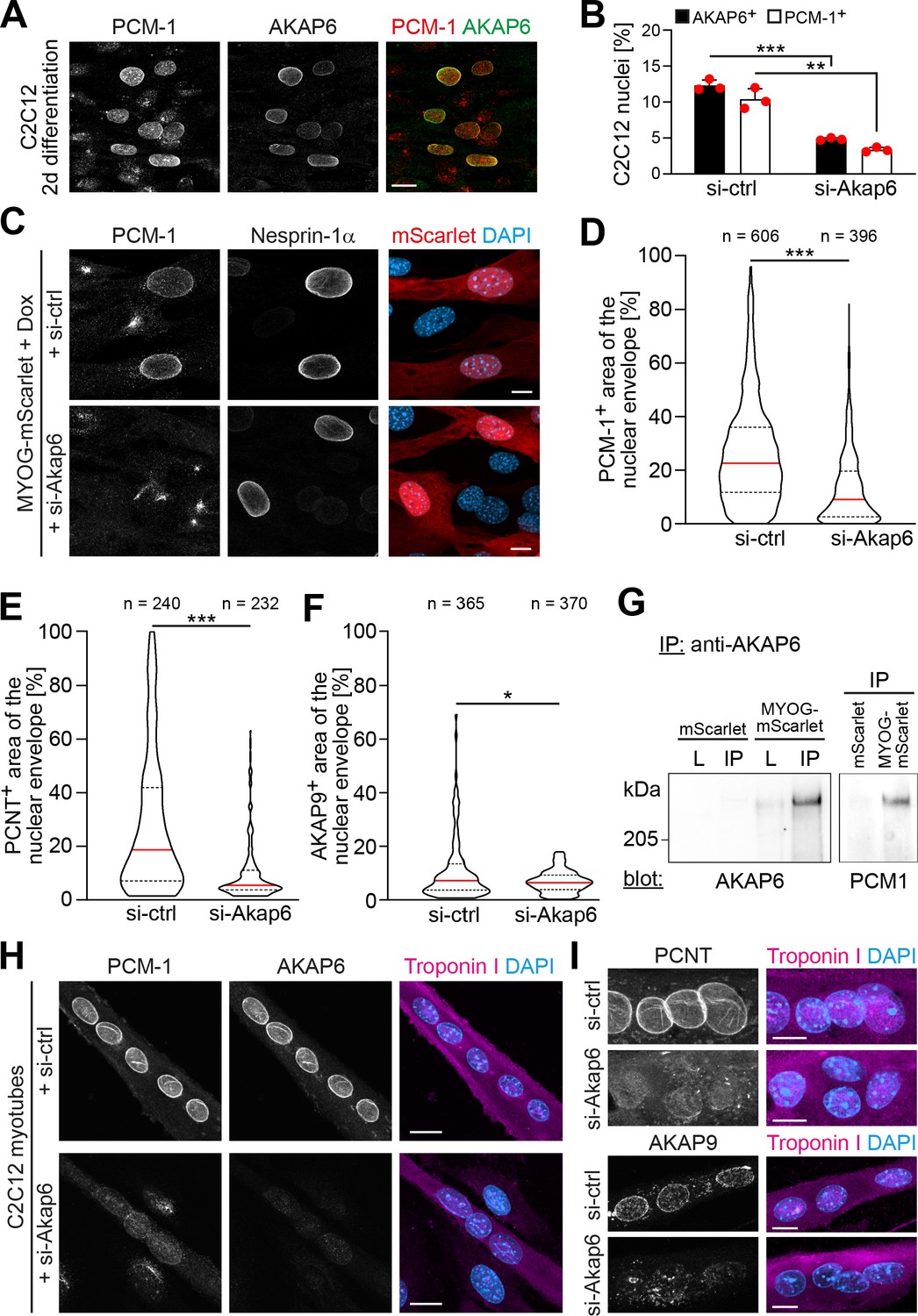 Myogenin Controls Via AKAP6 Non-centrosomal Microtubule-organizing ...