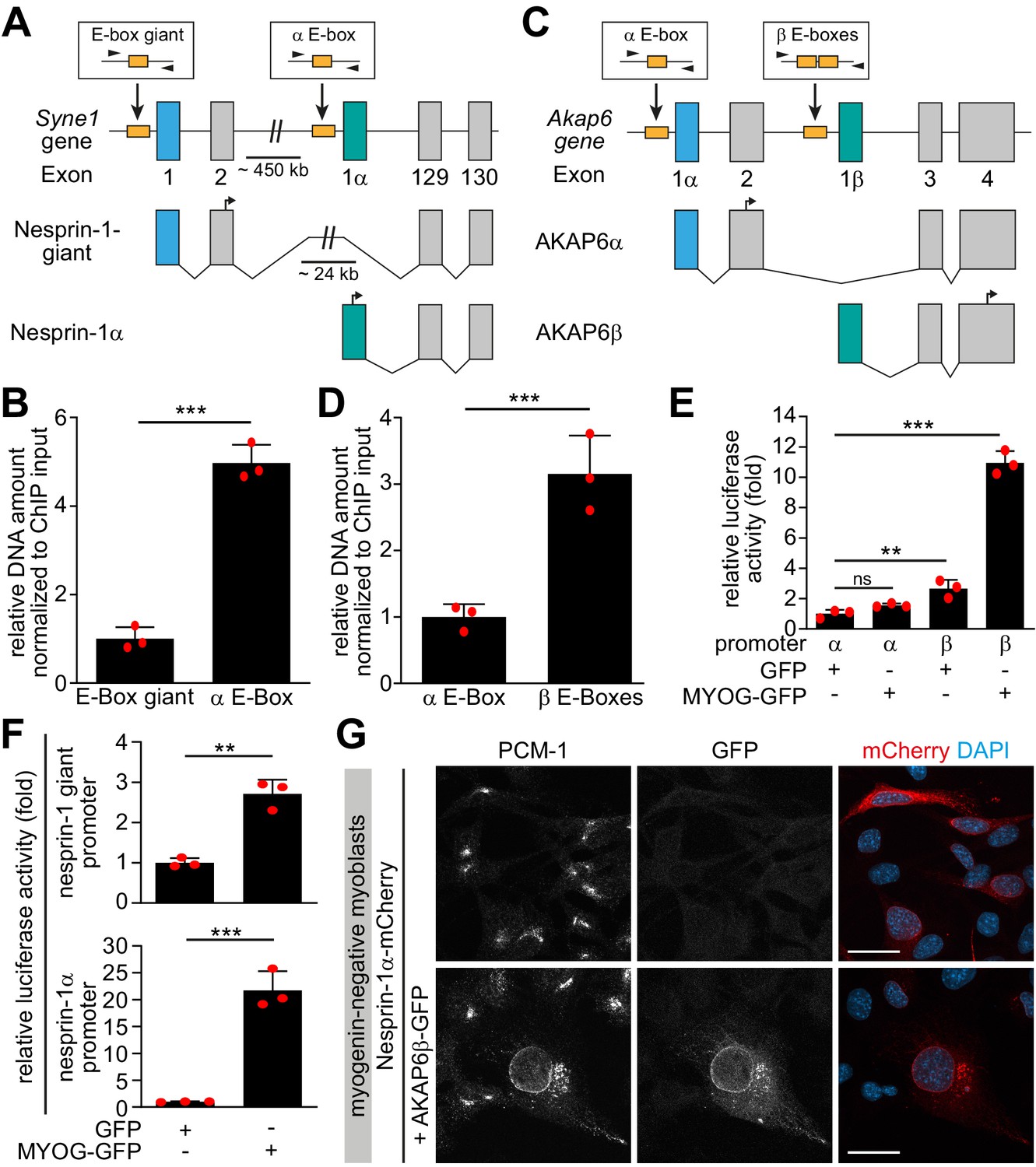 Figures And Data In Myogenin Controls Via AKAP6 Non-centrosomal ...