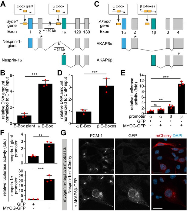 Myogenin Controls Via AKAP6 Non-centrosomal Microtubule-organizing ...