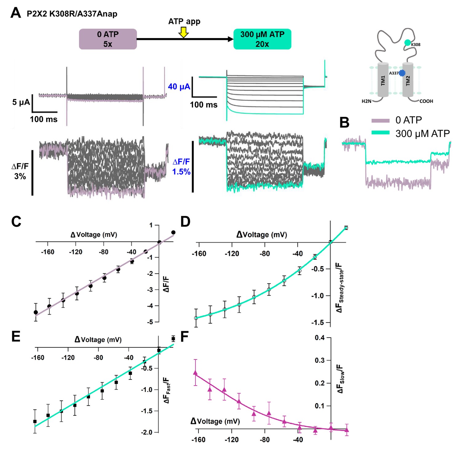 Voltage-clamp fluorometry analysis of structural rearrangements of ATP ...