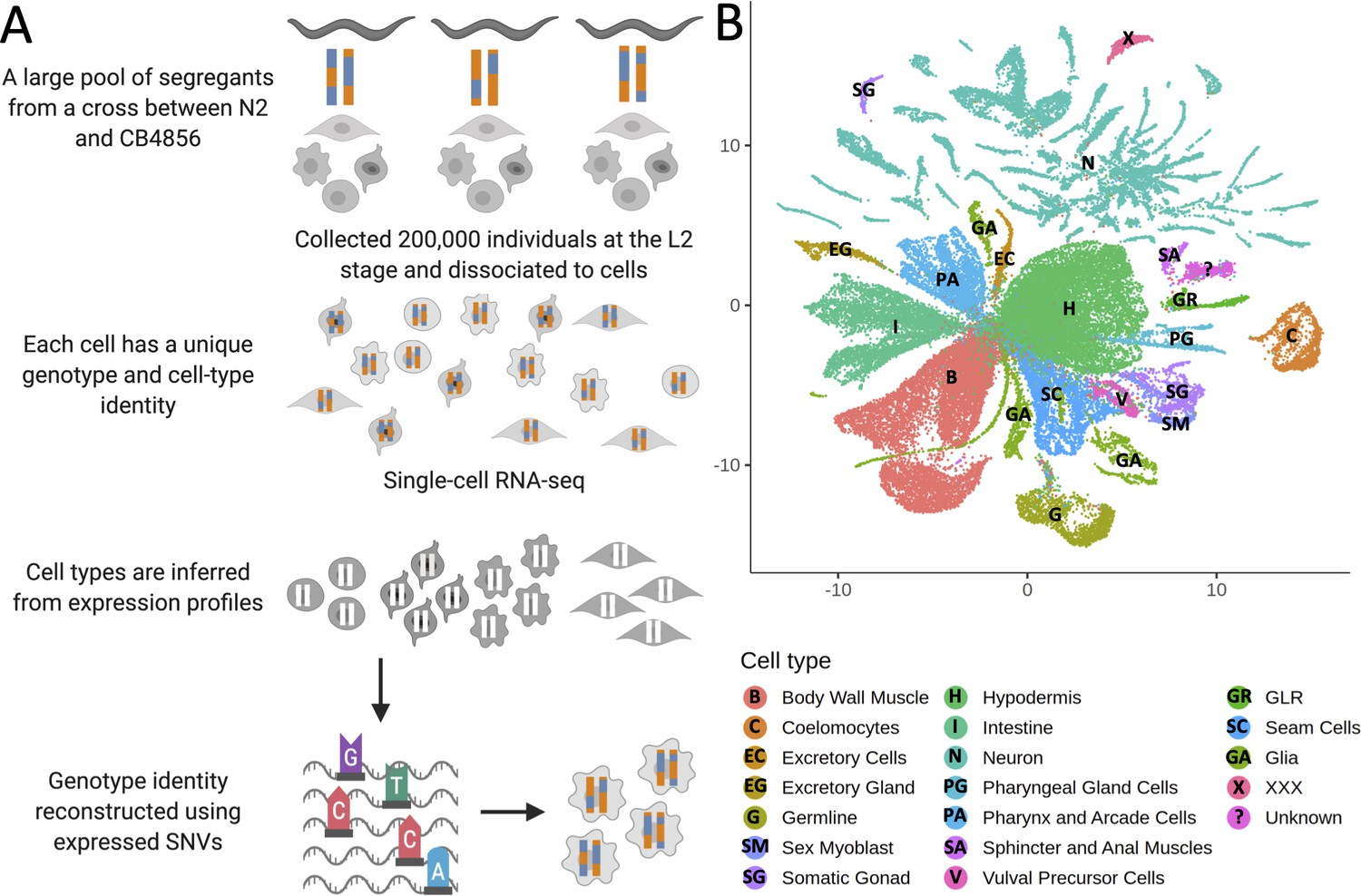 Whole organism eQTL mapping at cellular resolution with single cell sequencing eLife