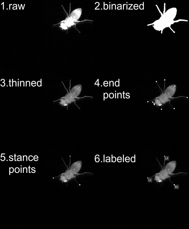 Drosophila uses a tripod gait across all walking speeds, and the geometry  of the tripod is important for speed control | eLife