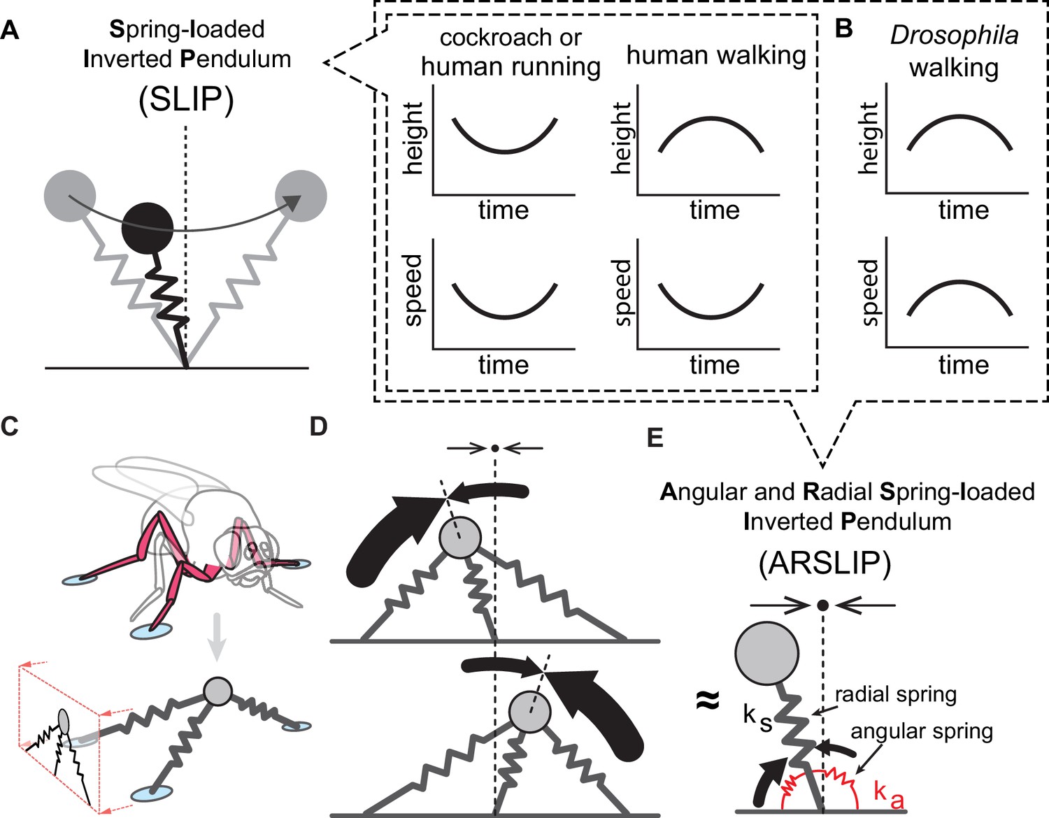 Figures and data in Drosophila uses a tripod gait across all walking