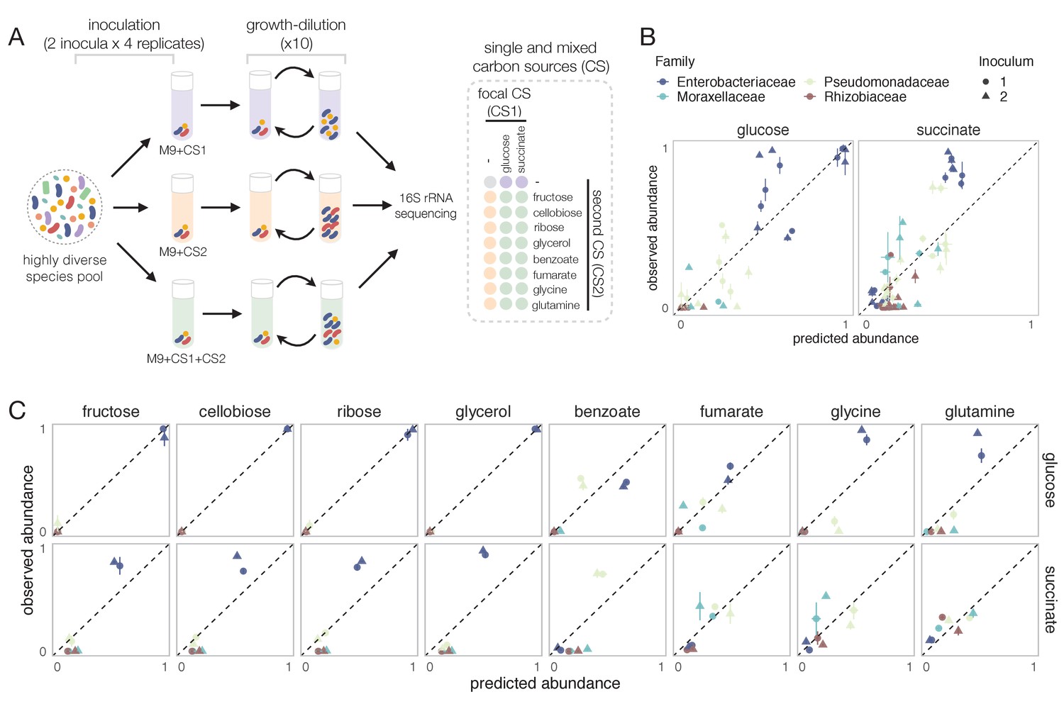 Nutrient Dominance Governs The Assembly Of Microbial Communities In ...