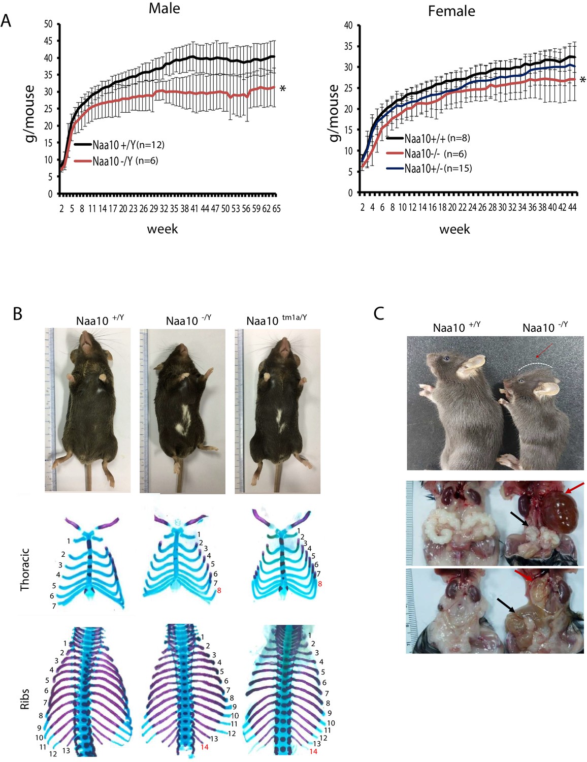 Figures And Data In Naa Compensates For Naa In Mice In The Amino