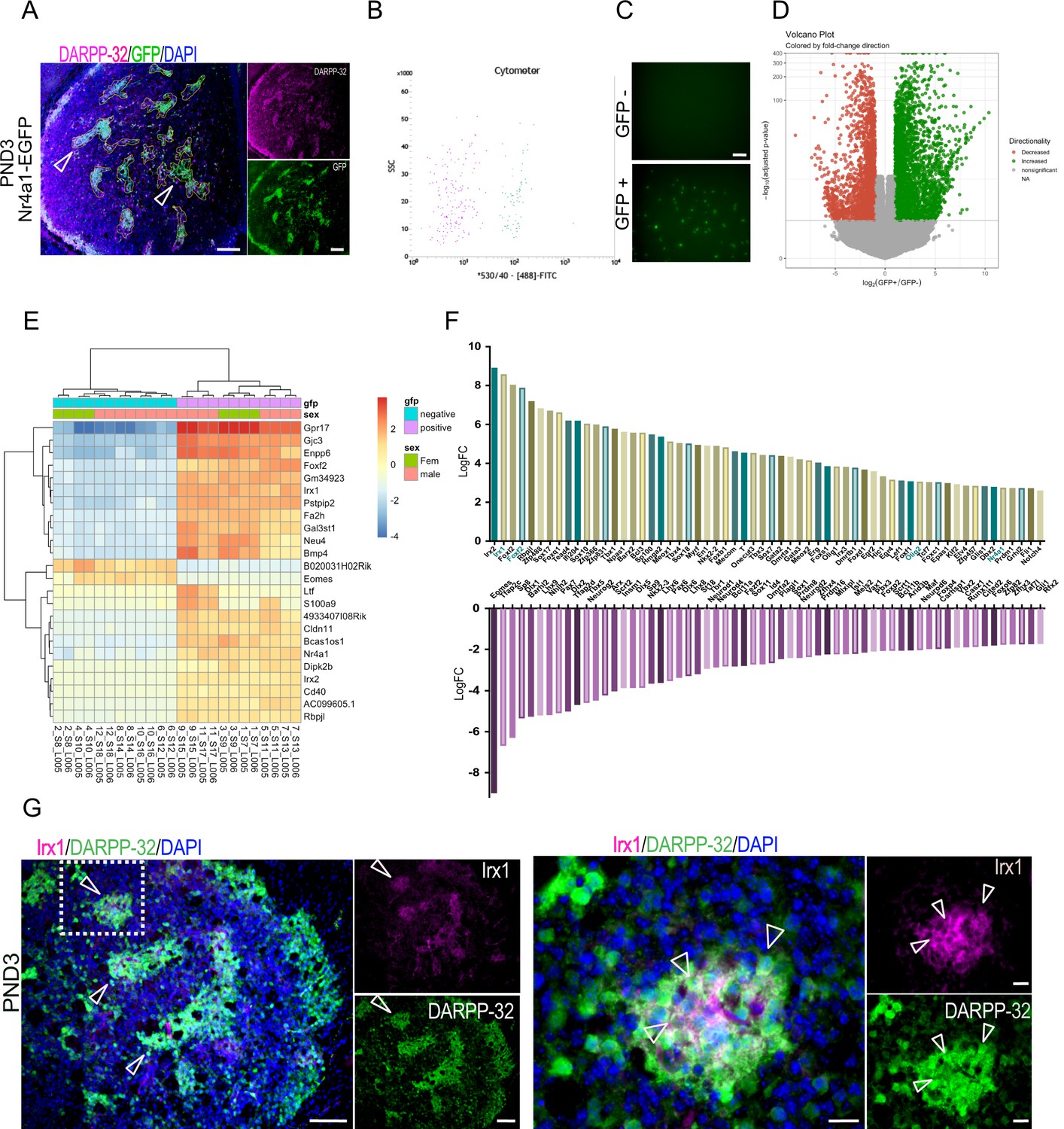 Unbiased Identification Of Novel Transcription Factors In Striatal ...