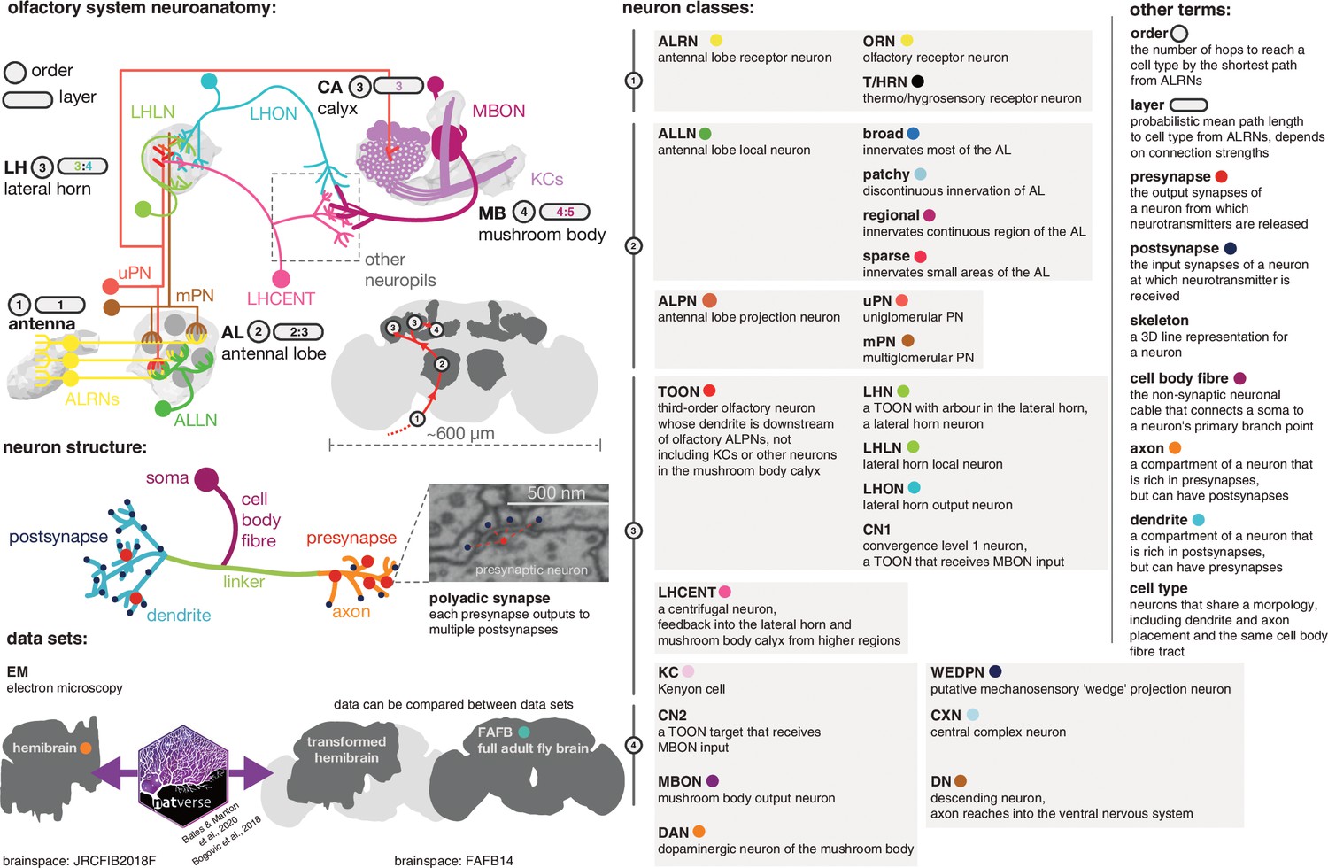 Figures and data in Information flow, cell types and stereotypy in a full  olfactory connectome