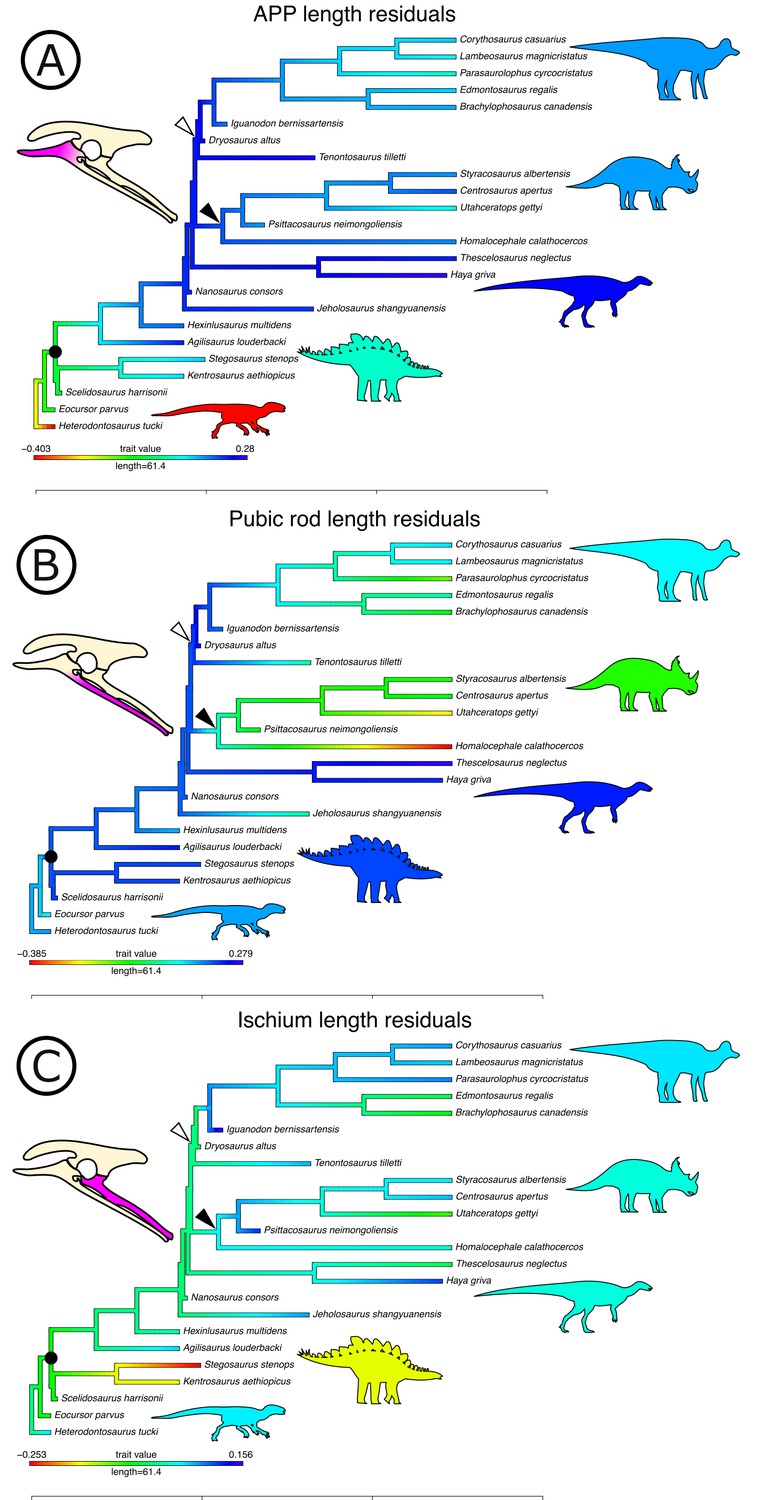 New dinosaur find part of previously unknown level of dino diversity in the  Southwest