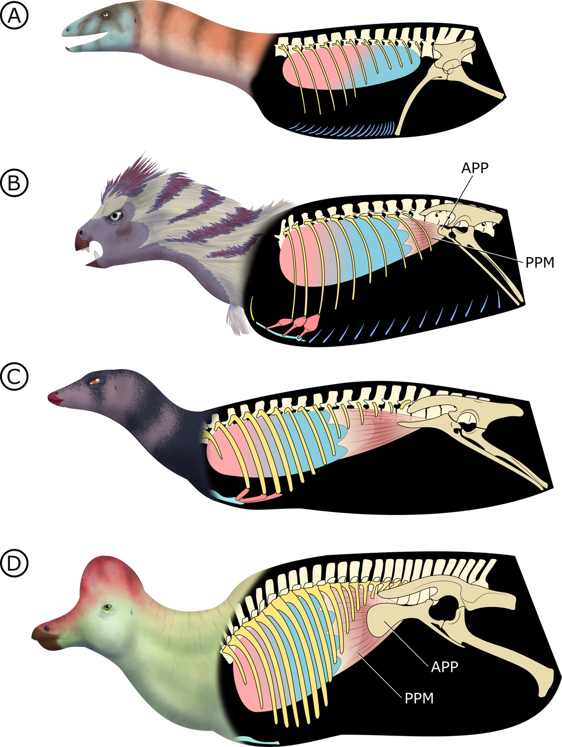 New dinosaur find part of previously unknown level of dino diversity in the  Southwest
