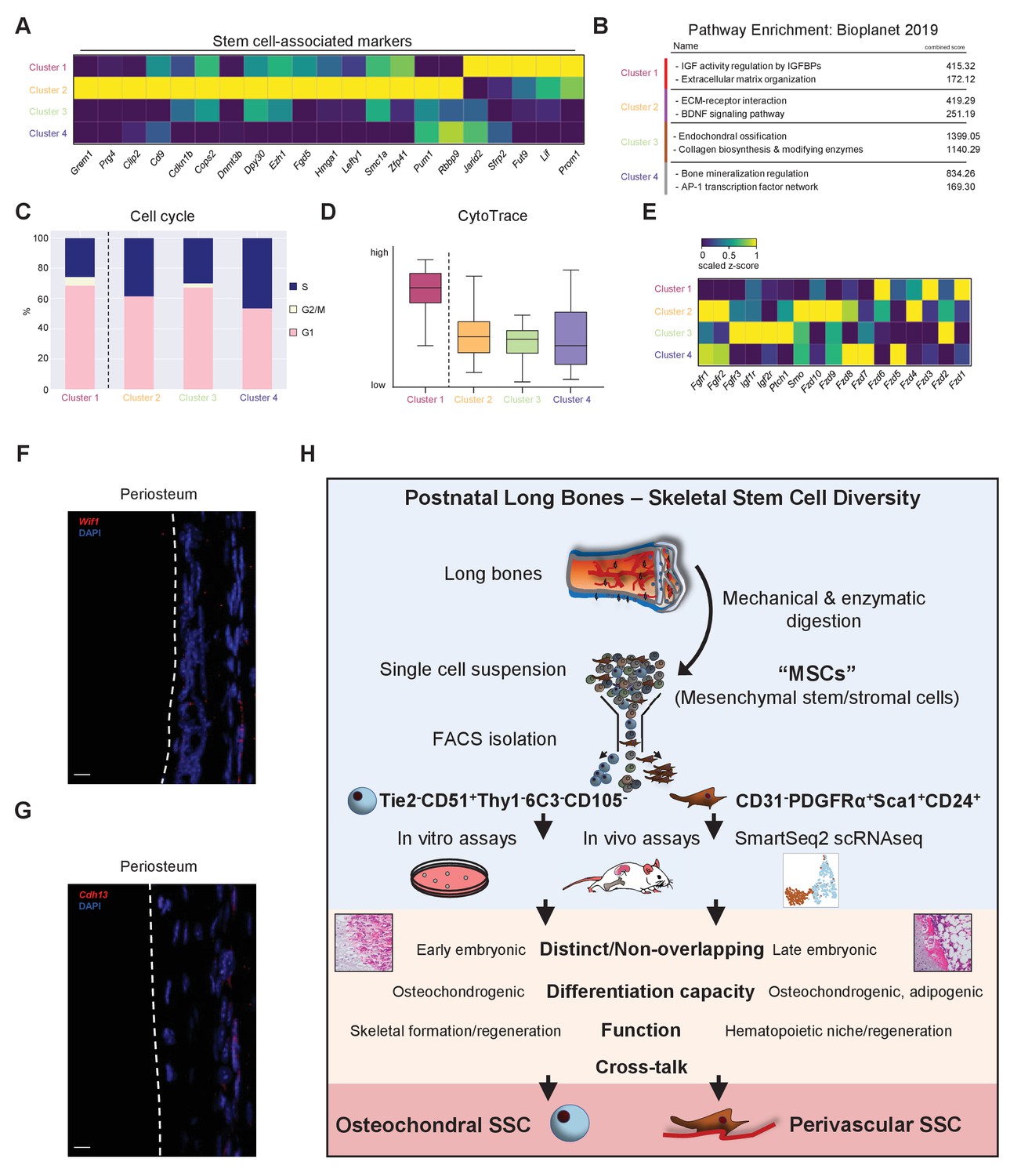 Figures And Data In Distinct Skeletal Stem Cell Types Orchestrate Long