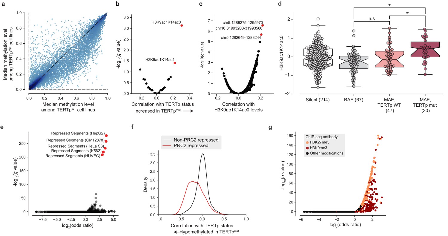 Integrated evaluation of telomerase activation and telomere maintenance ... Biology Diagrams