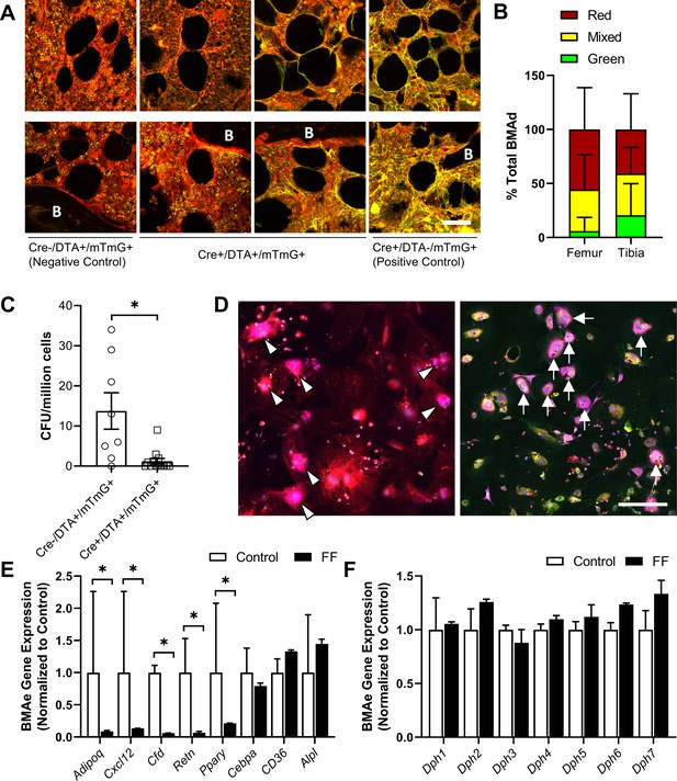 A Bone-specific Adipogenesis Pathway In Fat-free Mice Defines Key ...