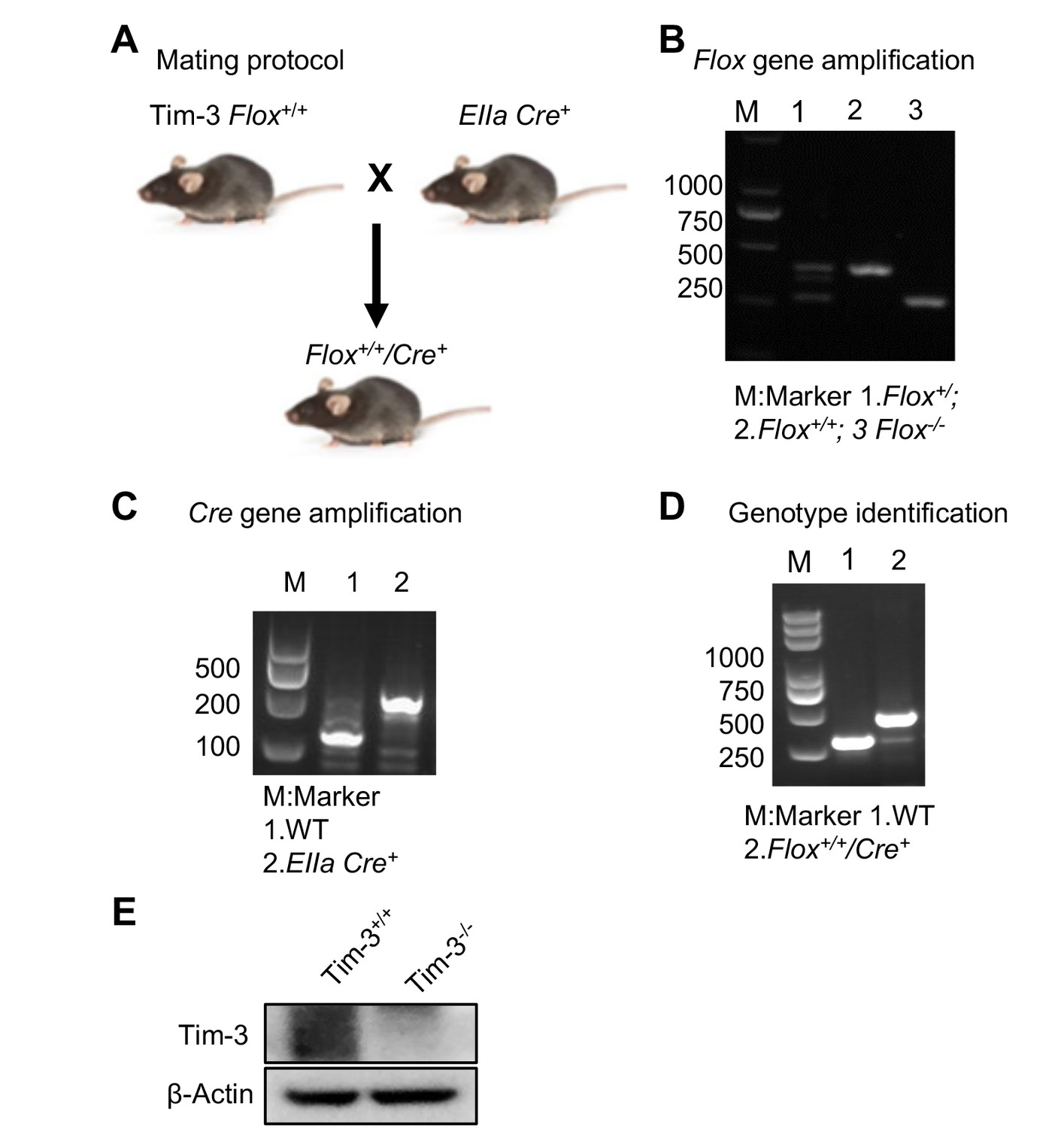 Ubiquitination and degradation of NF90 by Tim-3 inhibits antiviral 