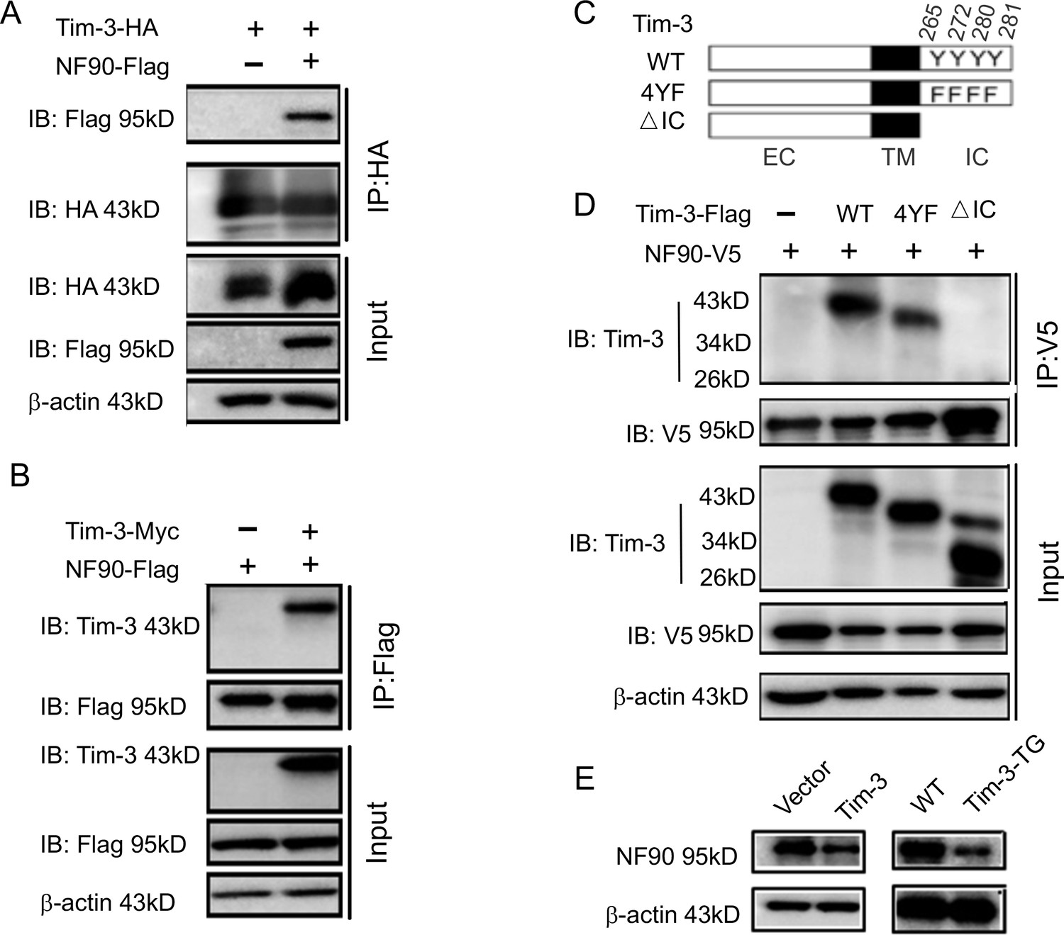 Ubiquitination and degradation of NF90 by Tim-3 inhibits antiviral 