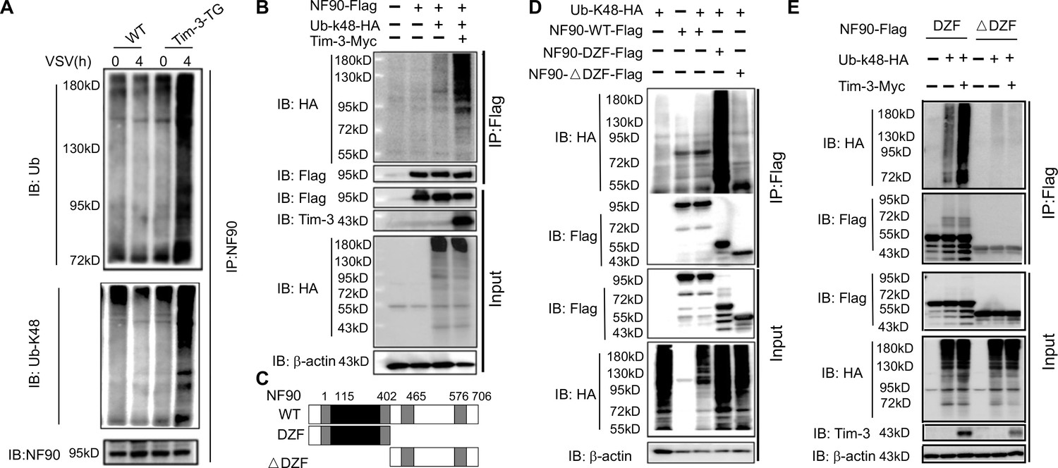 Ubiquitination and degradation of NF90 by Tim-3 inhibits antiviral 