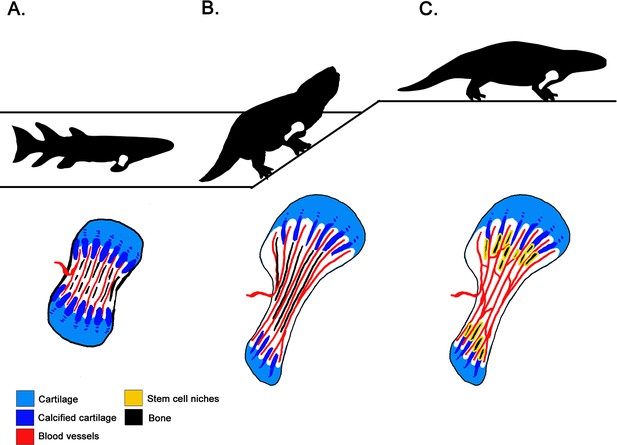 Evolution: Unraveling the history of limb bones | eLife