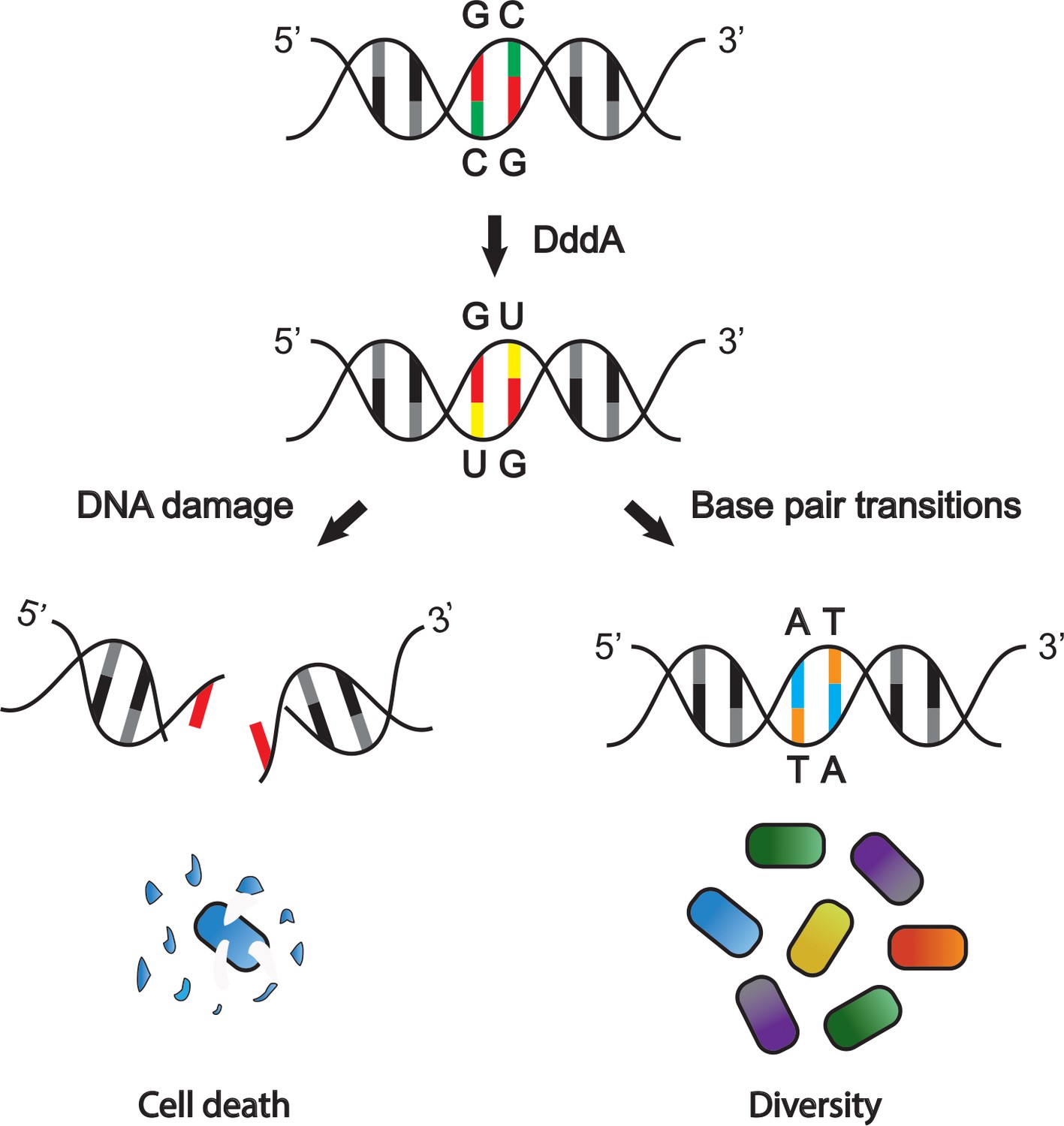 Bacterial Warfare: Toxins, Mutations And Adaptations | ELife