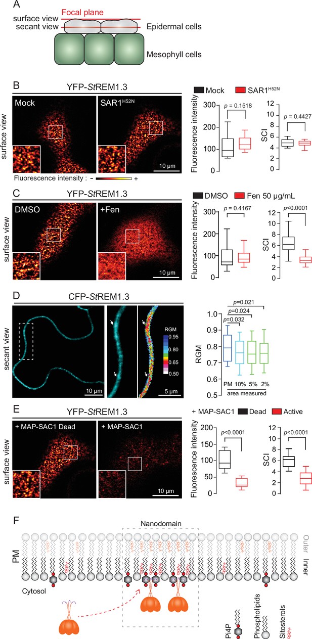 Correction Structural Basis For Plant Plasma Membrane Protein Dynamics