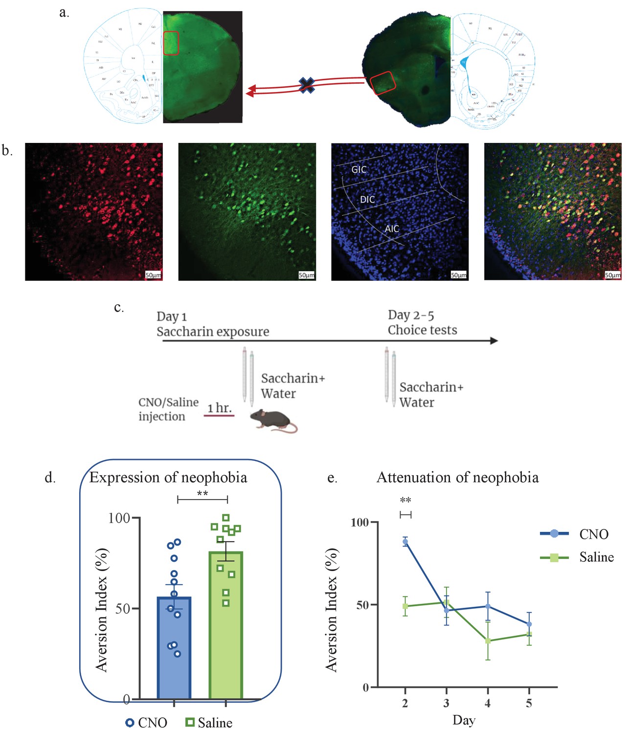 Basolateral amygdala activation enhances object recognition memory by  inhibiting anterior insular cortex activity