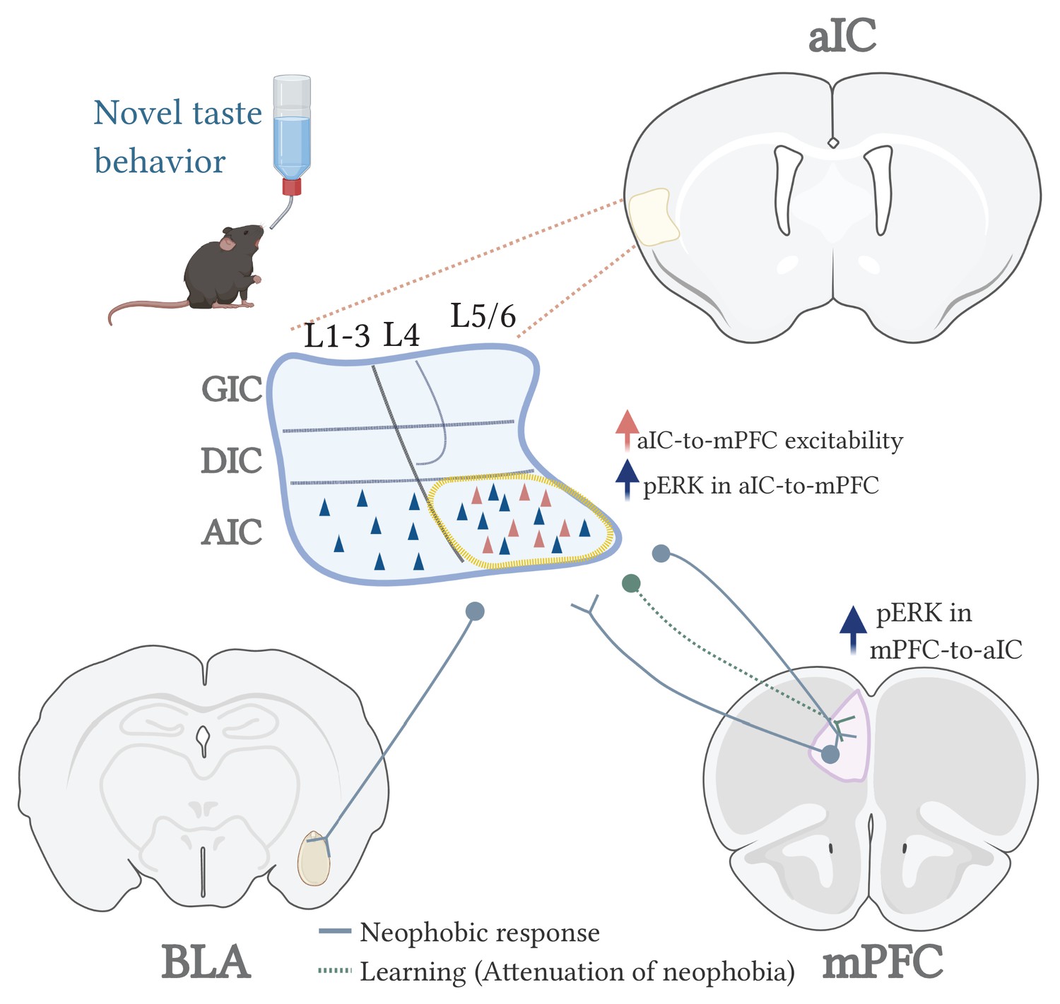 Basolateral amygdala activation enhances object recognition memory by  inhibiting anterior insular cortex activity