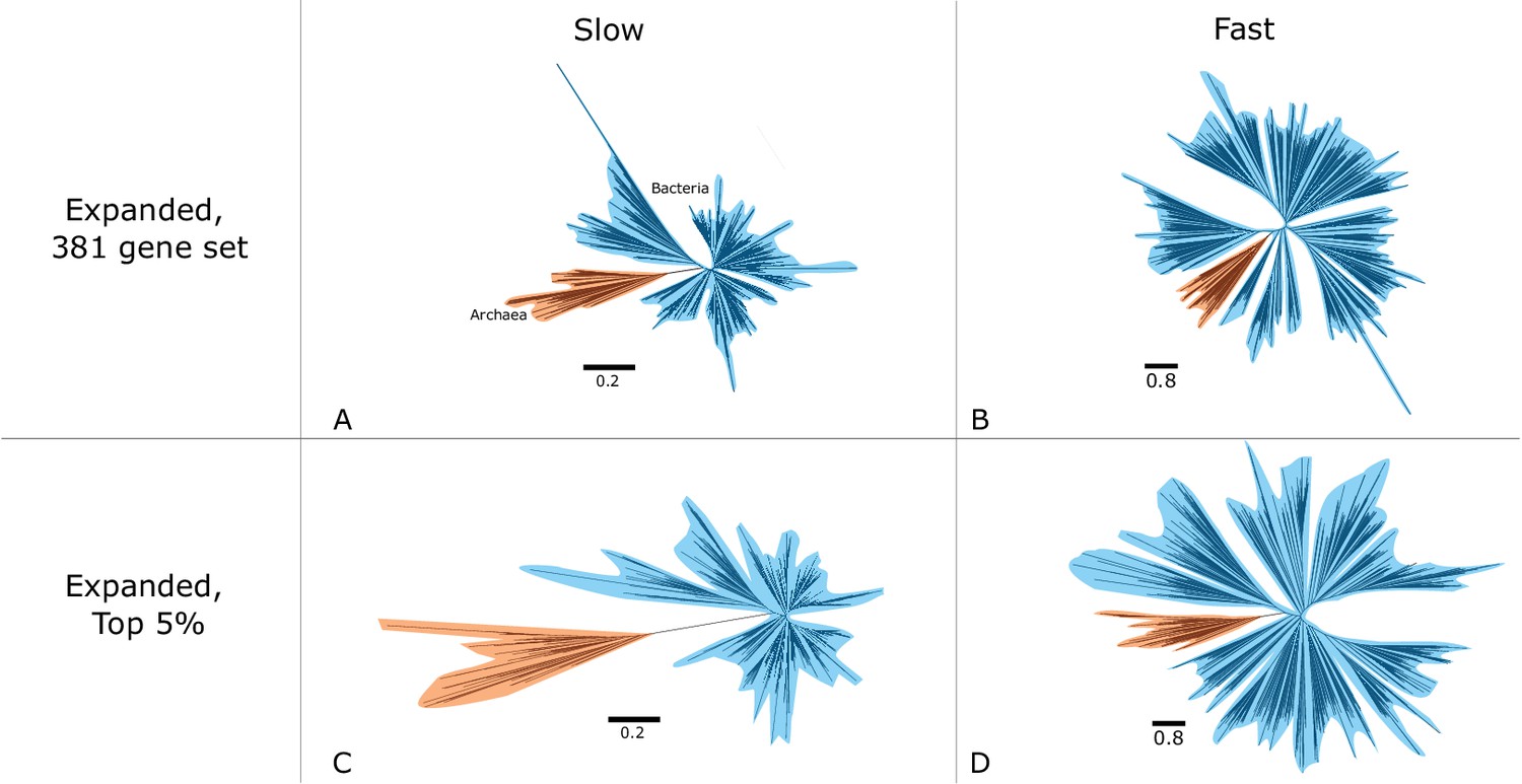 An estimate of the deepest branches of the tree of life from