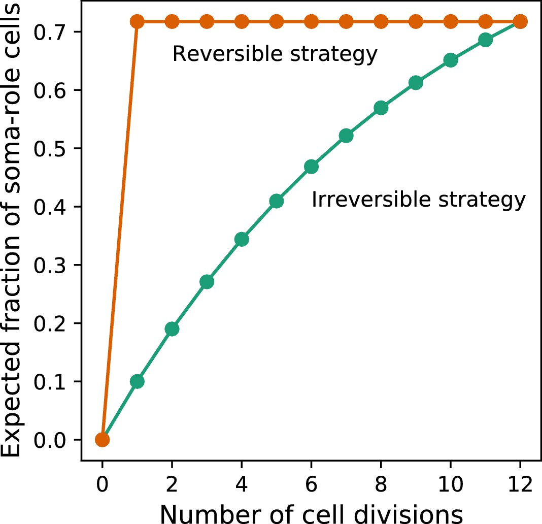 Evolution of irreversible somatic differentiation | eLife