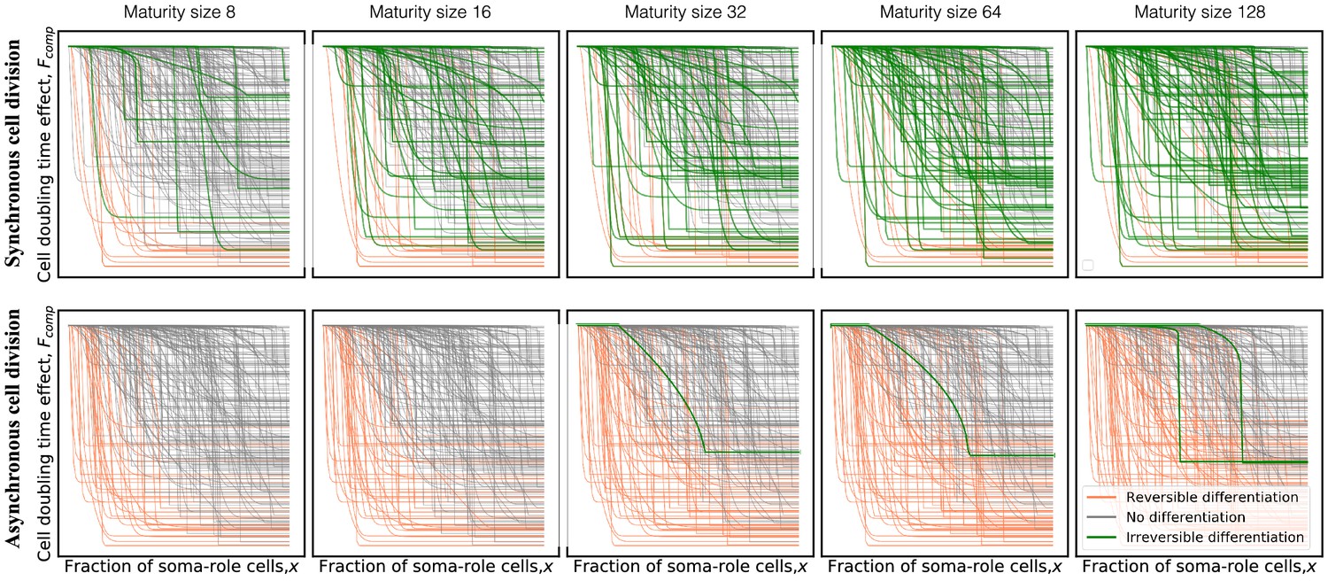 Evolution of irreversible somatic differentiation | eLife