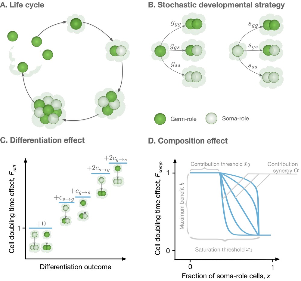 Evolution of irreversible somatic differentiation | eLife