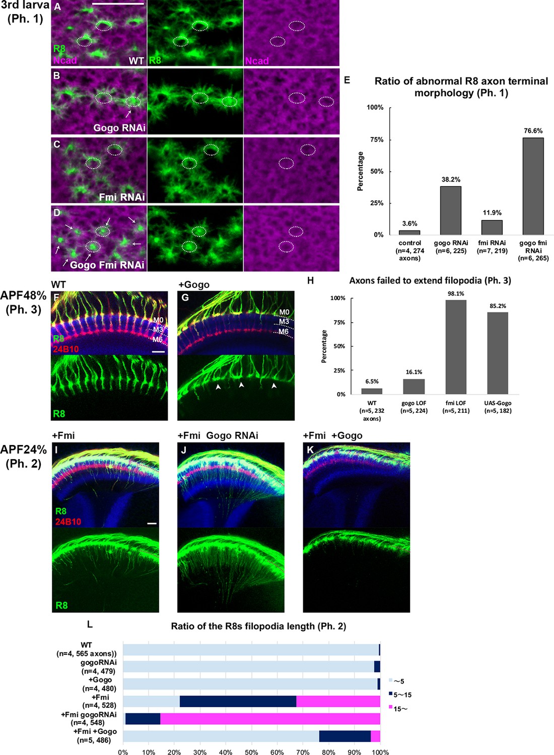 Glial insulin regulates cooperative or antagonistic Golden goal ...