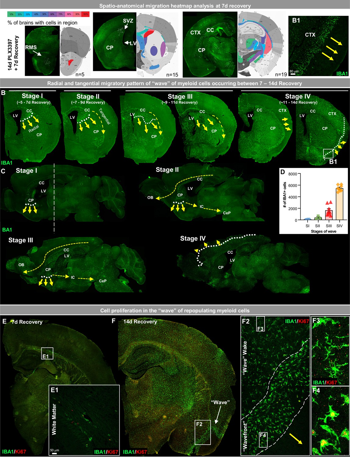 Subventricular zone/white matter microglia reconstitute the empty 