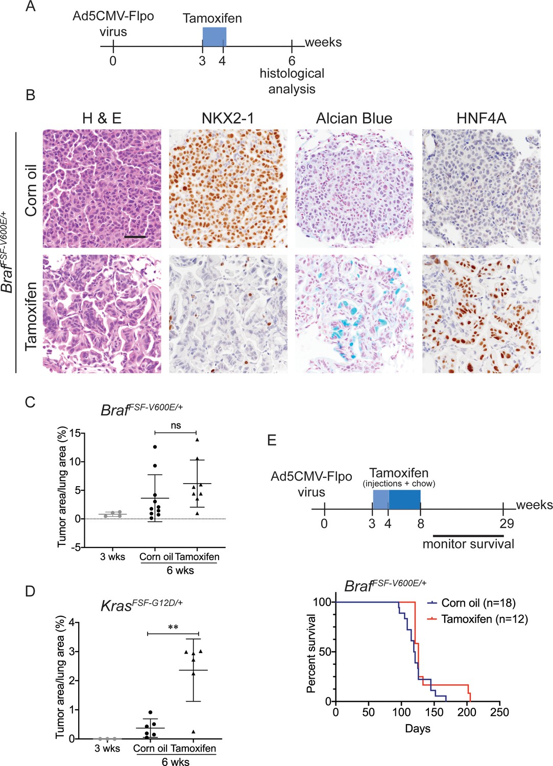 An NKX2-1/ERK/WNT feedback loop modulates gastric identity and 