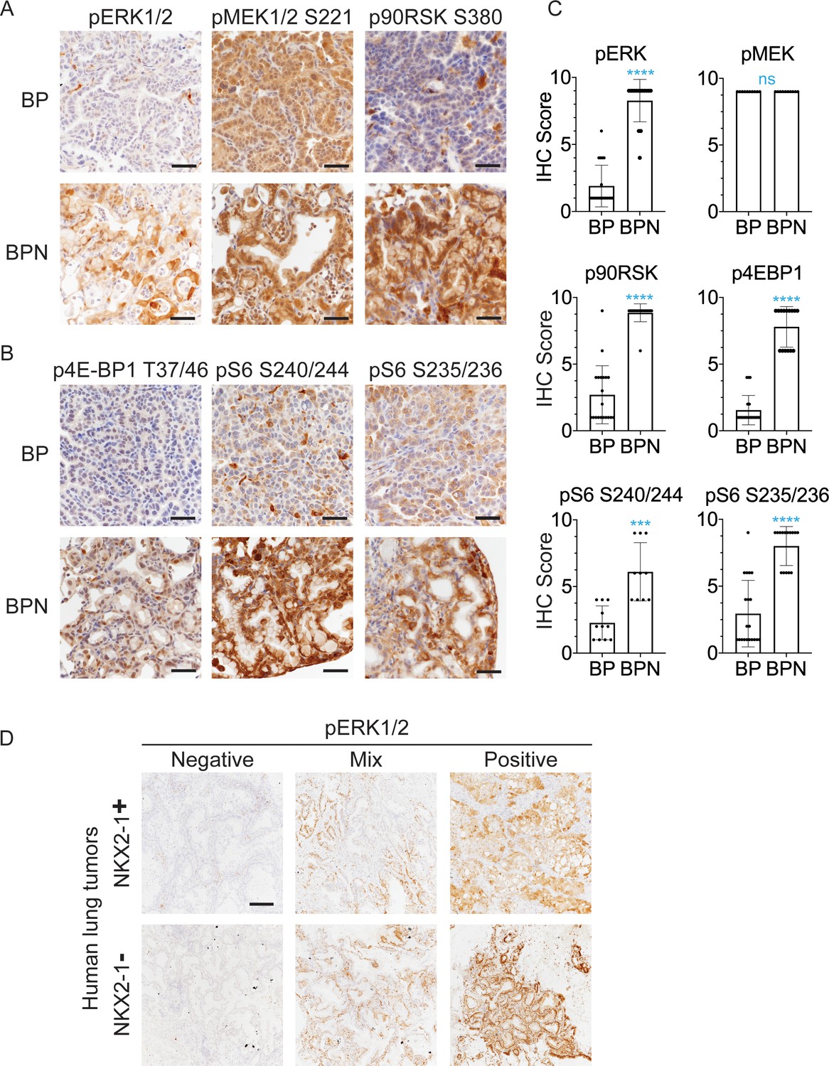 An NKX2-1/ERK/WNT feedback loop modulates gastric identity and 