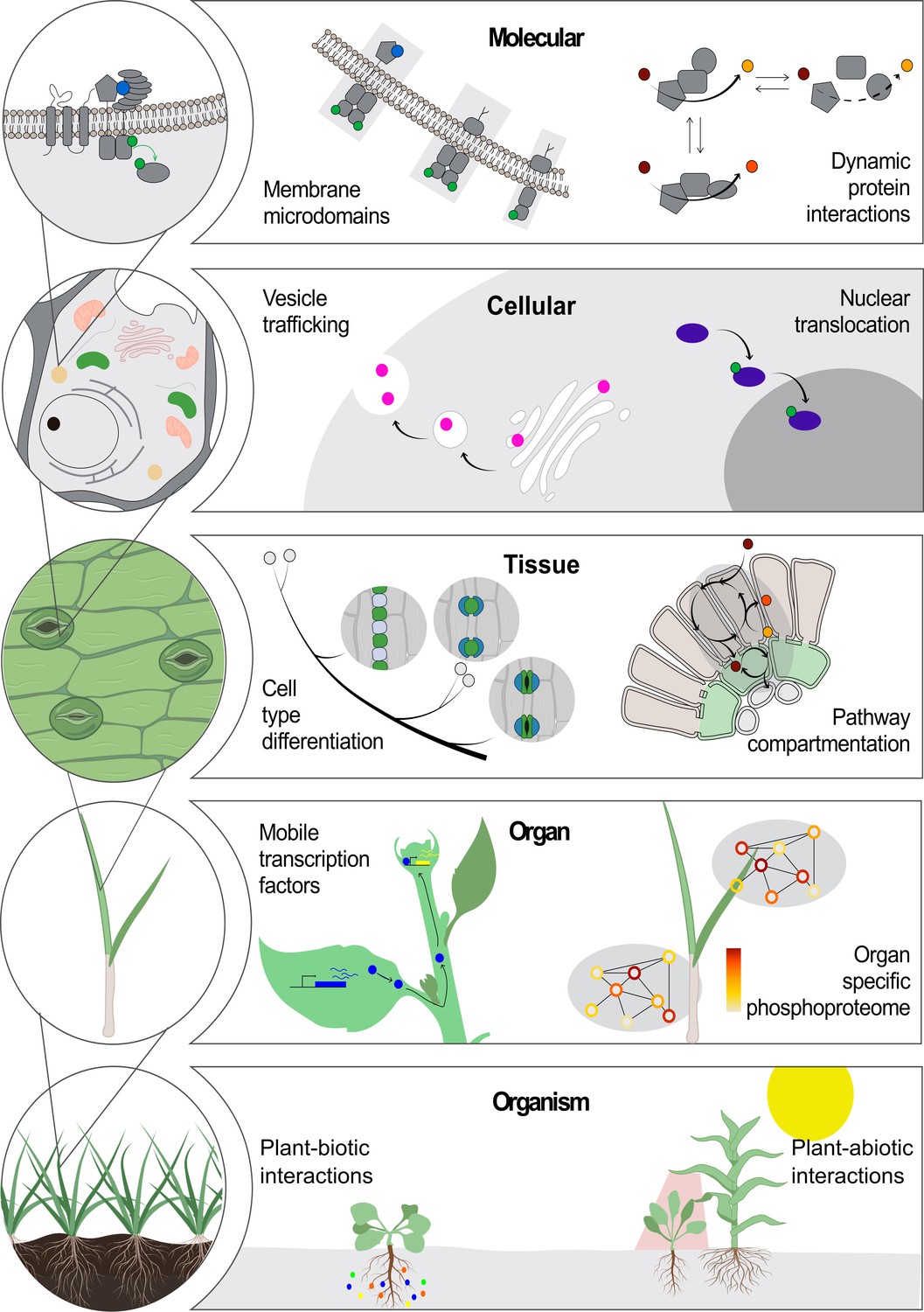 Science Forum: Vision, challenges and opportunities for a Plant Cell Atlas  | eLife