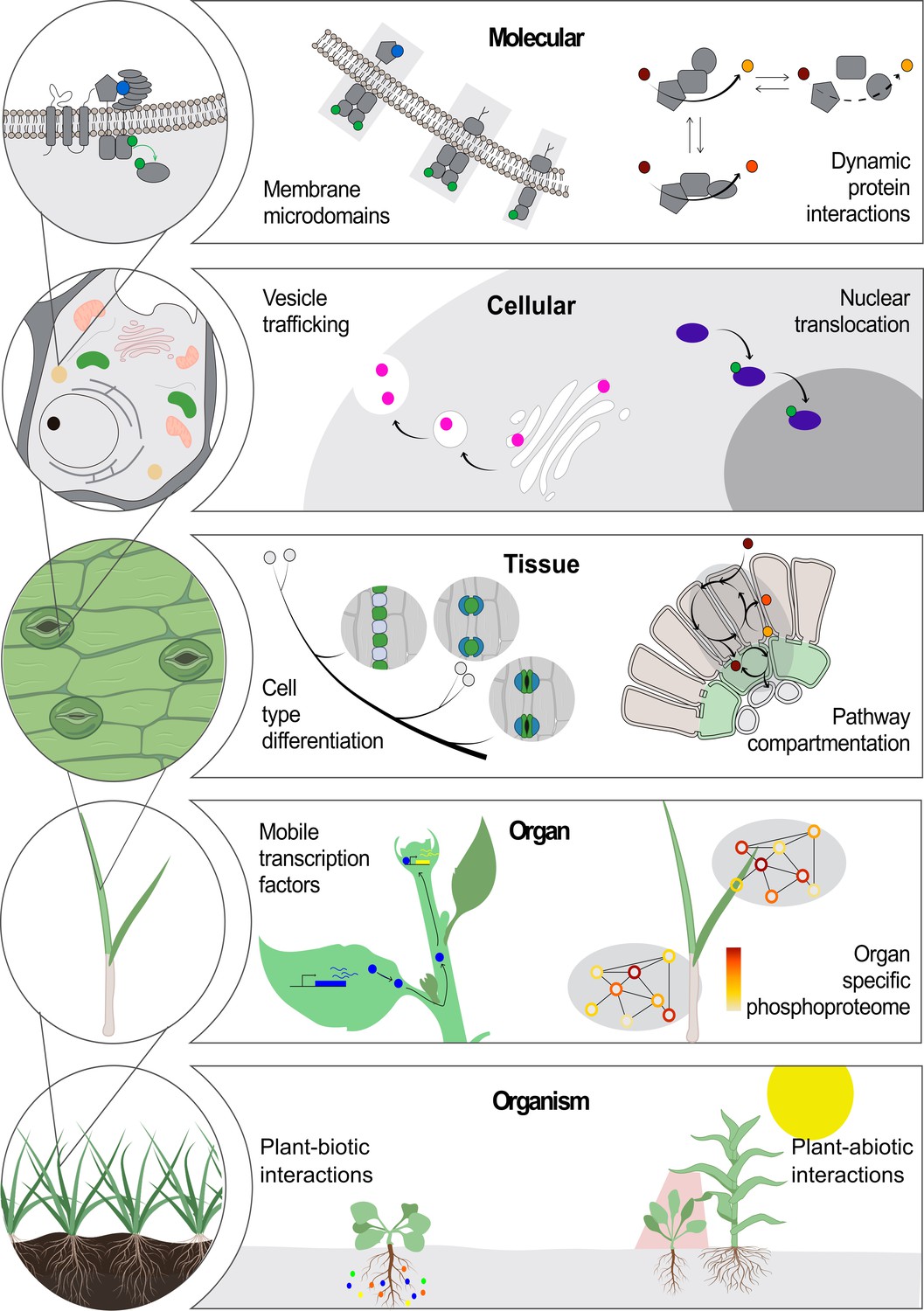 Science Forum Vision challenges and opportunities for a Plant