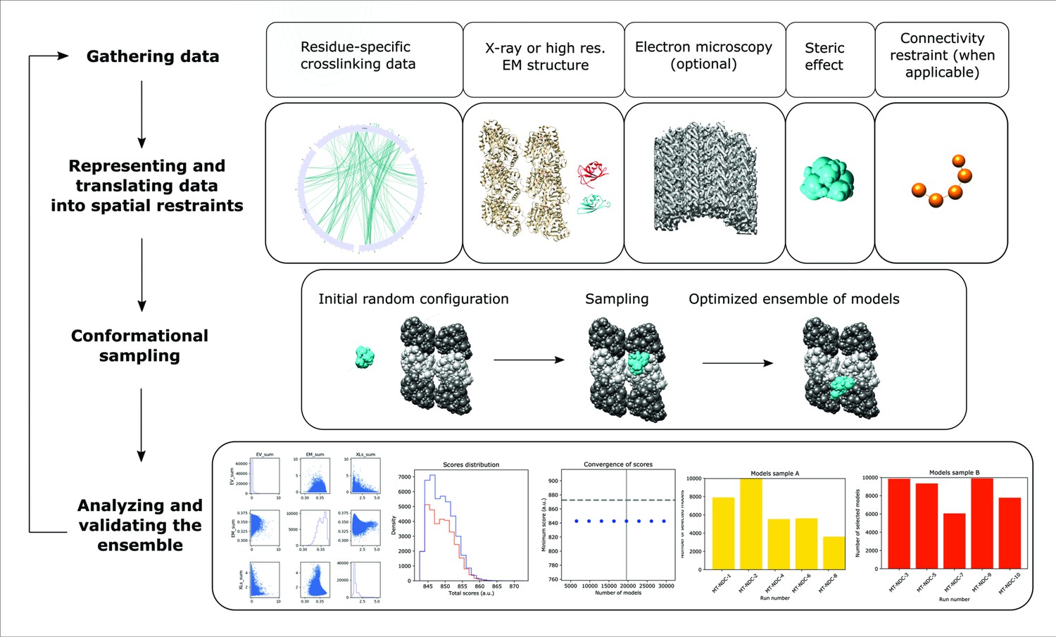 Doublecortin engages the microtubule lattice through a cooperative ...