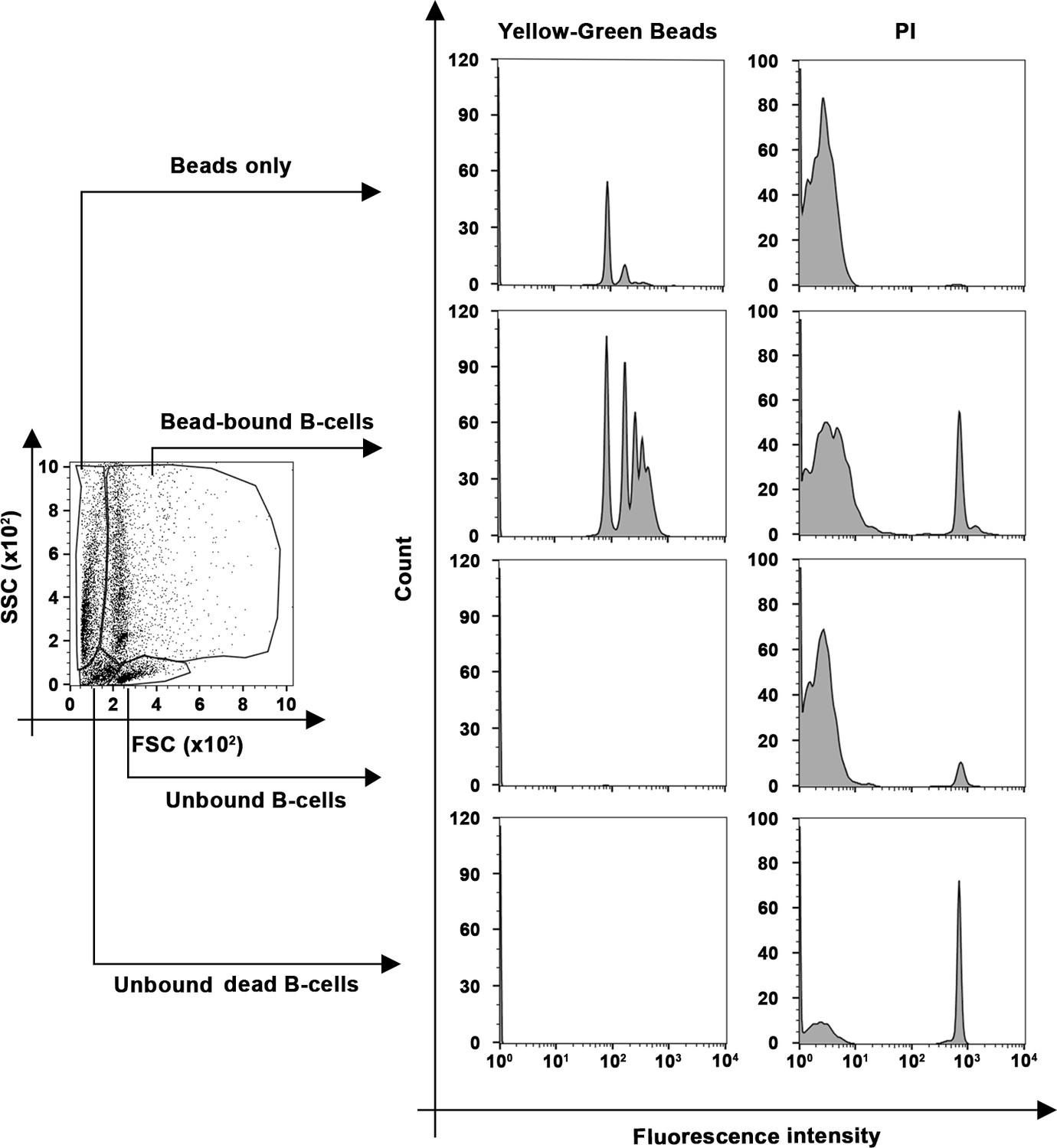 Figures And Data In Surface-associated Antigen Induces Permeabilization ...