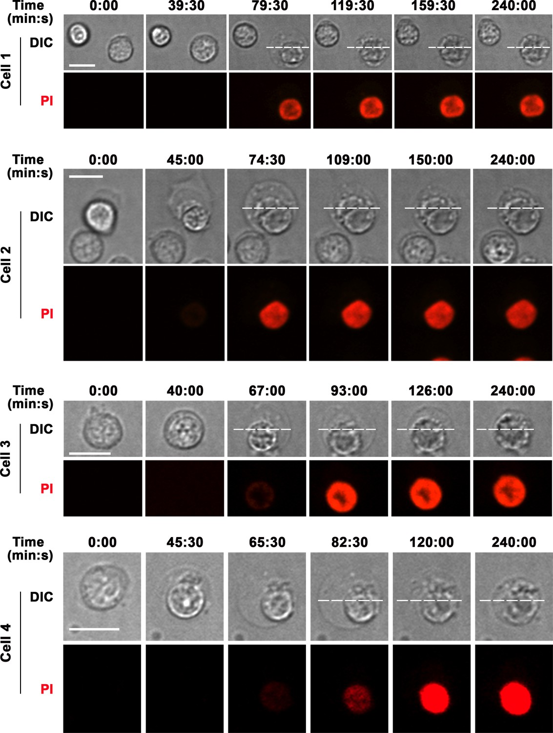 Figures And Data In Surface-associated Antigen Induces Permeabilization ...