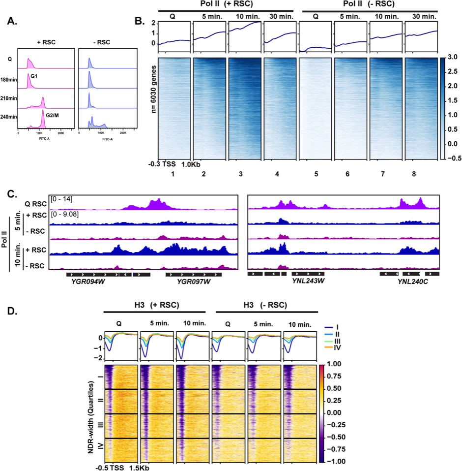 A Review of the Regulatory Mechanisms of N-Myc on Cell Cycle