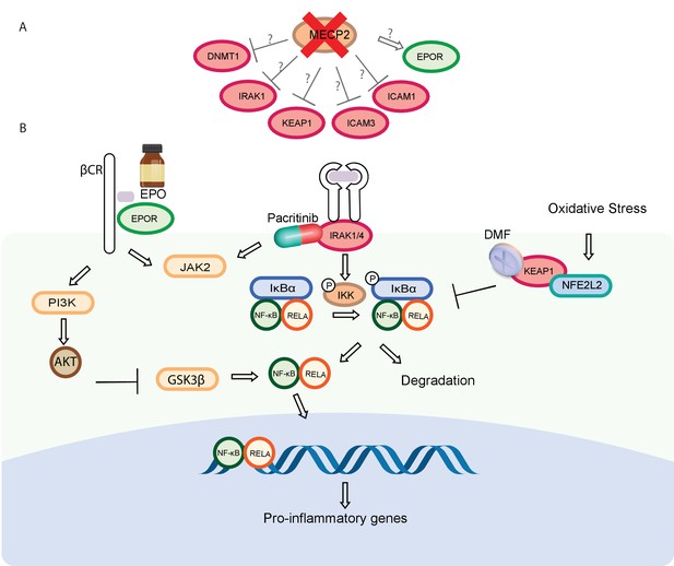 Expanding the MECP2 network using comparative genomics reveals ...