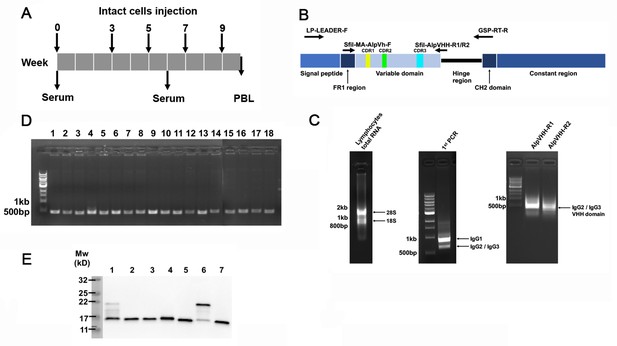 Figures And Data In Structure And Analysis Of Nanobody Binding To The ...