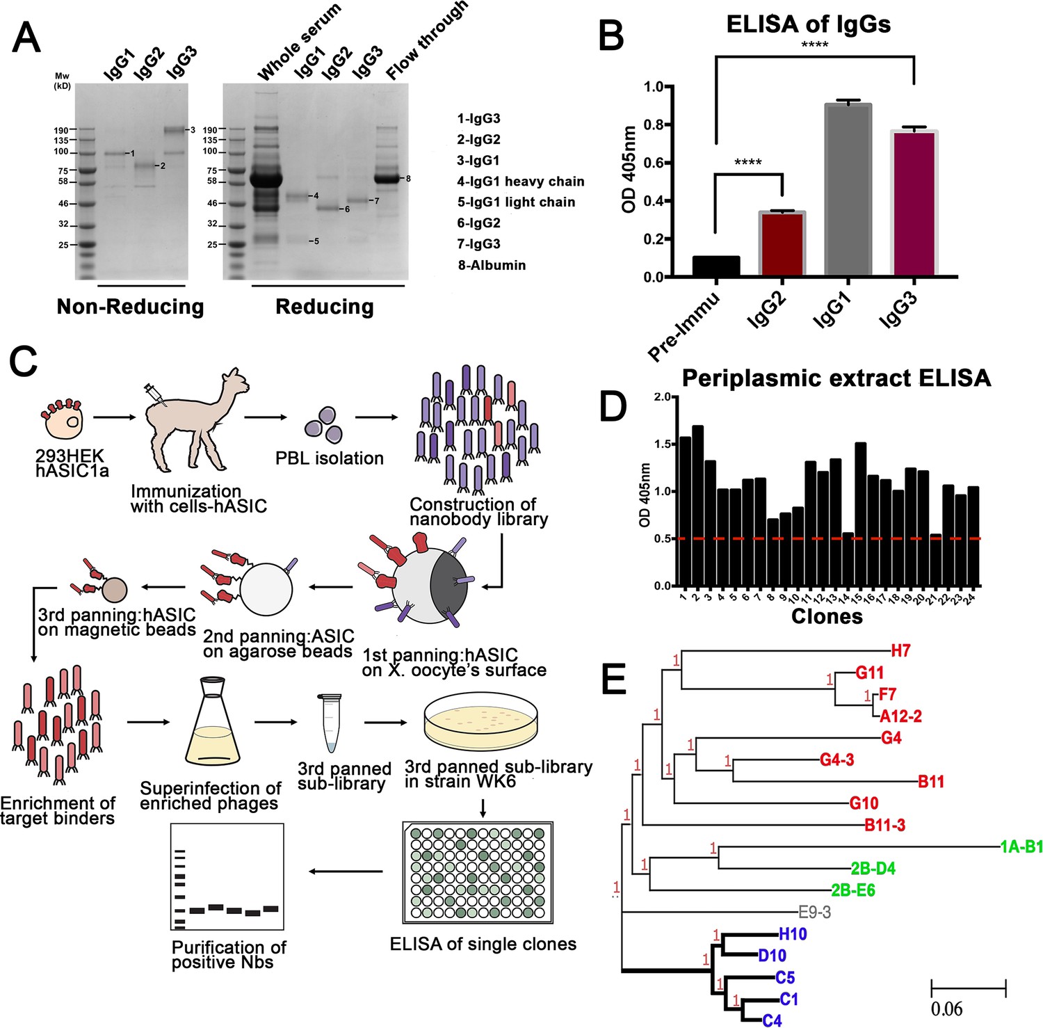 Structure And Analysis Of Nanobody Binding To The Human ASIC1a Ion ...