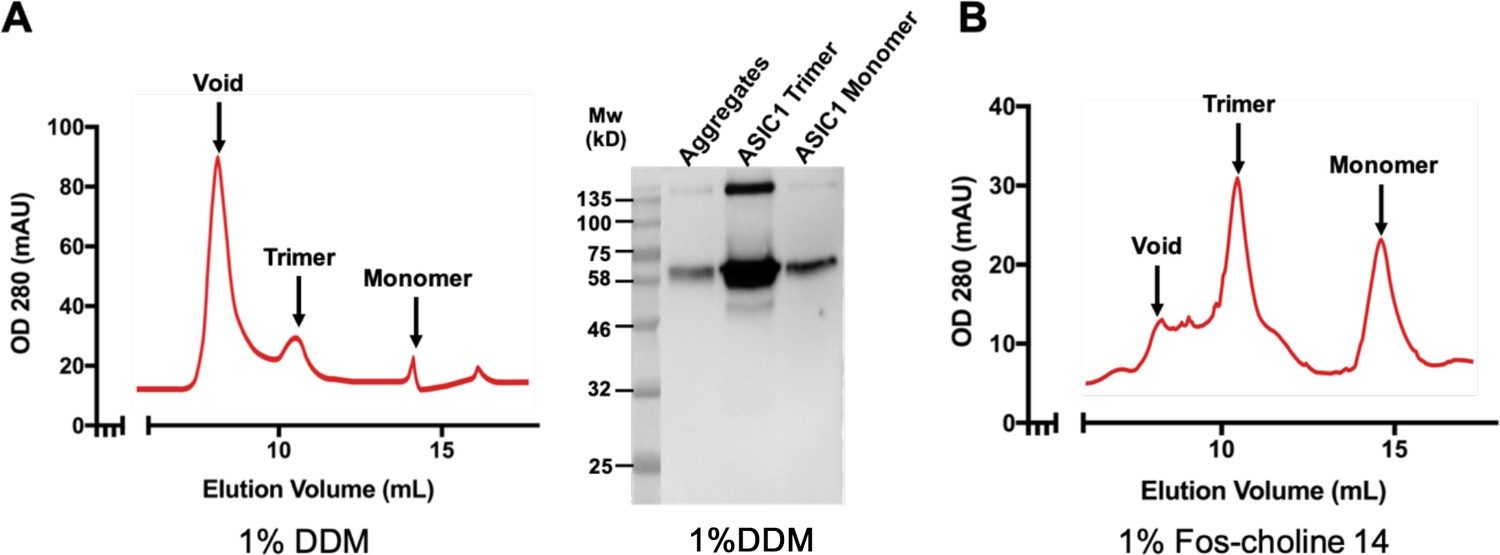 Figures And Data In Structure And Analysis Of Nanobody Binding To The ...