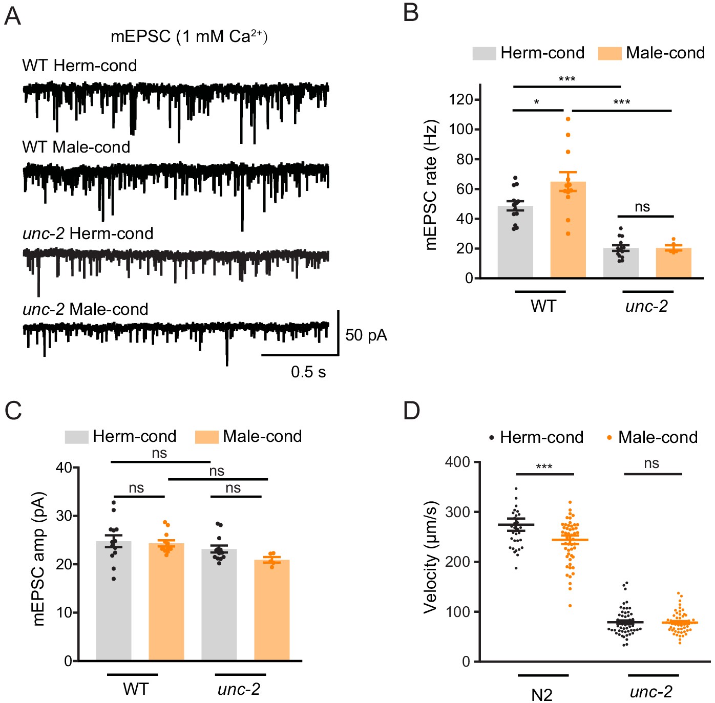 Male pheromones modulate synaptic transmission at the C
