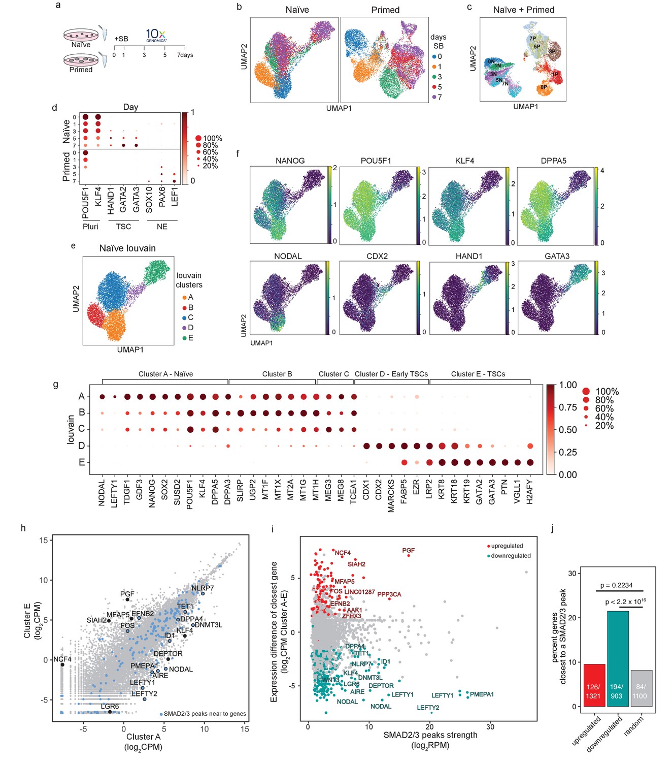 TGFβ Signalling Is Required To Maintain Pluripotency Of Human Naïve ...