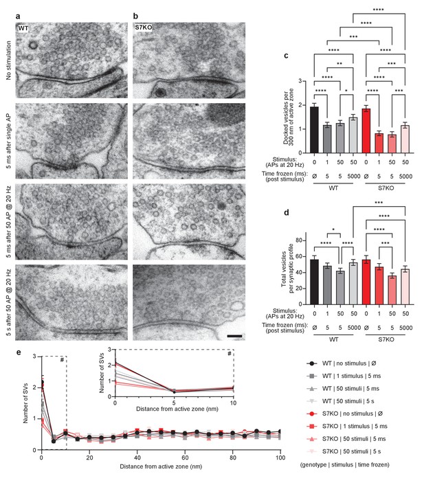 Synaptotagmin Is Targeted To The Axonal Plasma Membrane Through