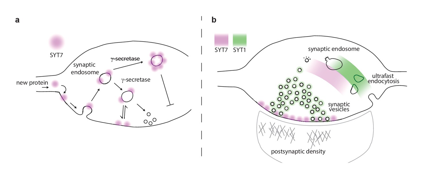 Synaptotagmin Is Targeted To The Axonal Plasma Membrane Through